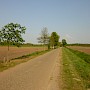 Baumallee "Baum des Jahres" in der Marsch