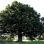 Achternholter Bökenboom