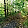 Spazierweg im Wald