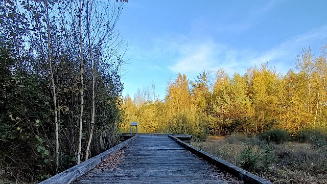 Steg am renaturierten Moor