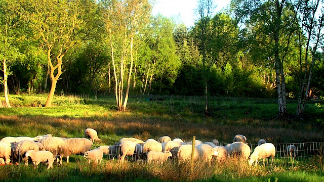 Schafe vor dem Hochmoor