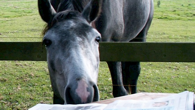 Schnappschuss auf der Weide an der Straße zum Reitplatz